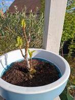 Laatste vijgenboompje 4€, Tuin en Terras, Planten | Fruitbomen, Ophalen, Volle zon, Vijgenboom, Zomer