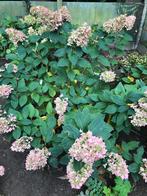 Hortensia, Tuin en Terras, Volle zon, Vaste plant, Zomer, Ophalen