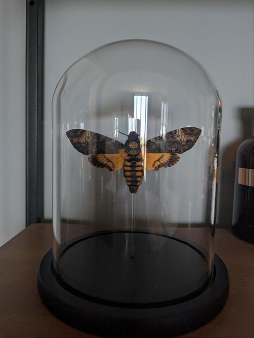 Doodskopvlinder in glazen koepel (Acherontia atropos), Huis en Inrichting, Woonaccessoires | Stolpen, Zo goed als nieuw, Ophalen of Verzenden