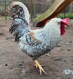 3 hanen (maart 2025), Dieren en Toebehoren, Pluimvee, Mannelijk, Kip
