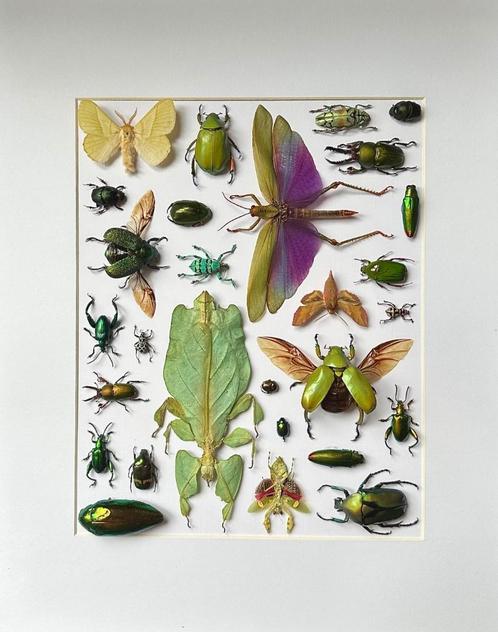 Exceptionnelle Composition Papillons-Scarabées Mixte Cadre, Collections, Collections Animaux, Neuf, Animal empaillé, Insecte, Enlèvement ou Envoi