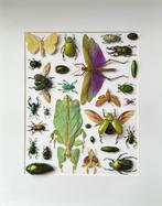 Exceptionnelle Composition Papillons-Scarabées Mixte Cadre, Collections, Collections Animaux, Insecte, Animal empaillé, Enlèvement ou Envoi