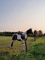 Halve stal aangeboden Laarne, Dieren en Toebehoren, Weidegang, 1 paard of pony