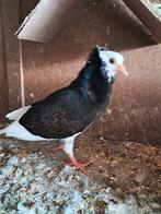 Duiven, Dieren en Toebehoren, Vogels | Duiven