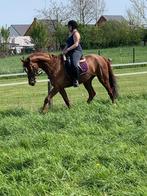 Lieve merrie, Dieren en Toebehoren, Paarden, Merrie, Springpaard