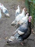 RONQUIRE KALKOENEN, Plusieurs animaux, Dinde