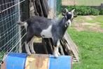 Geitebokje blauwschimmel, Dieren en Toebehoren, Mannelijk, Geit, 0 tot 2 jaar
