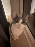 Poes van 7 maand, Dieren en Toebehoren, Katten en Kittens | Raskatten | Korthaar, Poes, Ontwormd, 0 tot 2 jaar