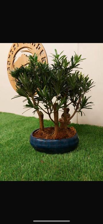 Bonsai bos podocarpus  beschikbaar voor biedingen