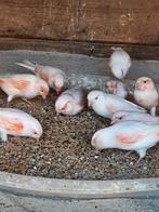 Kanaries, Dieren en Toebehoren, Vogels | Kanaries, Meerdere dieren, Kleurkanarie
