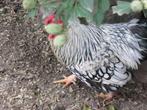 Mooie wyandotte krielen, Dieren en Toebehoren, Pluimvee, Meerdere dieren, Kip