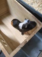 2 baby cavia's te koop kunnen gereserveerd worden, Dieren en Toebehoren, Knaagdieren, November