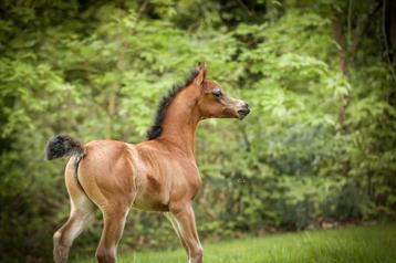 Haras de pur-sang arabe disponible aux enchères