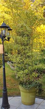 Bambou fargesia non traçant pleine croissance, Tuin en Terras, Planten | Struiken en Hagen, Bamboe, Ophalen
