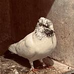 Iraanse duiven, Dieren en Toebehoren, Vogels | Overige Vogels