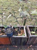 Vijgenbomen in pot., Tuin en Terras, Ophalen, In pot