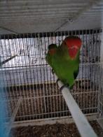 Couple taranta, Animaux & Accessoires, Oiseaux | Perruches & Perroquets, Femelle, Perroquet nain ou Inséparable, Bagué