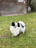 Pomeriaan pup (dwergkeesje) Teefje, Dieren en Toebehoren, België, Fokker | Hobbymatig, Keeshond, 15 weken tot 1 jaar