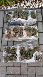 30  LAVENDEL  PLANTEN, Tuin en Terras, Planten | Tuinplanten, Ophalen