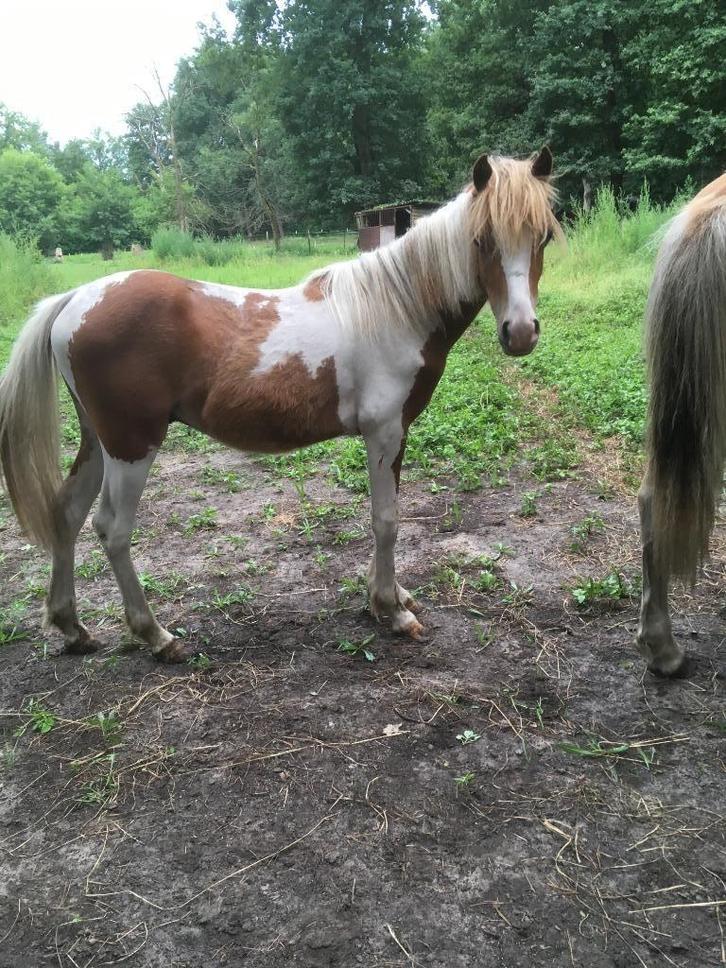 welsh b pony platenbont, Dieren en Toebehoren, Pony's, Hengst, Onbeleerd, B pony (1.17m tot 1.27m), Recreatiepony, 0 tot 2 jaar