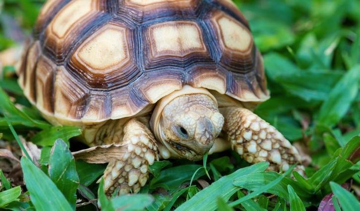 18 cm Centrochelys sulcata (schildpad), Dieren en Toebehoren, Reptielen en Amfibieën | Toebehoren, Nieuw, Overige typen, Ophalen