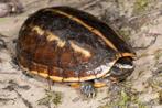 Gezocht: Kinosternon bauri mannetje, Dieren en Toebehoren, Reptielen en Amfibieën, Schildpad