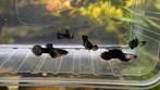 Panda Endlers 4 man 10 vrouw jonge kweekgroep, Animaux & Accessoires, Poissons | Poissons d'aquarium, Poisson, Poisson d'eau douce