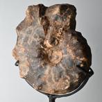 Fossiel Ammoniet Mammites nodosoides op standaard, Ophalen of Verzenden, Fossiel