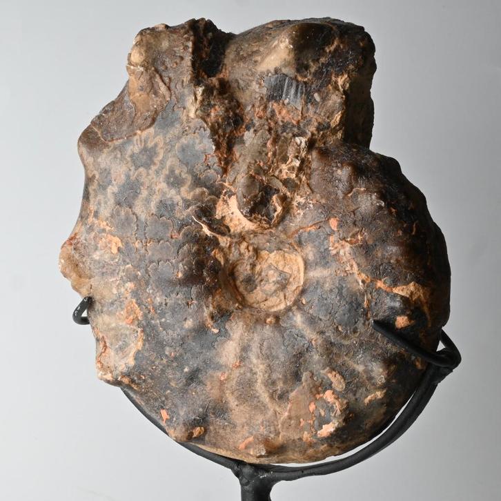 Ammonite fossile Mammites nodosoides en standard, Collections, Minéraux & Fossiles, Fossile, Enlèvement ou Envoi