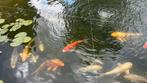 Grote Koi’s mogen weg voor spot prijs, Dieren en Toebehoren, Karper of Koi