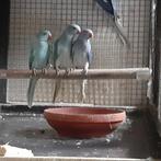 Halsbanden parkieten (violet), Dieren en Toebehoren, Vogels | Parkieten en Papegaaien, Vrouwelijk, Parkiet, Geringd