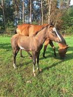 Mooi paint overo merrieveulen, Dieren en Toebehoren, Pony's, Merrie, Gechipt, 0 tot 2 jaar