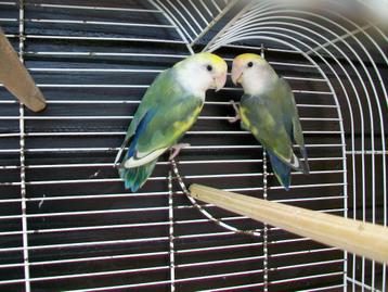  Dwergpapegaai Agapornis lovebird  beschikbaar voor biedingen