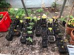 Groenten planten: Paprika, peper, chili en tomaten, Tuin en Terras, Planten | Tuinplanten, Ophalen, Groenteplanten