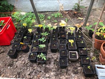 Groenten planten: Paprika, peper, chili en tomaten beschikbaar voor biedingen