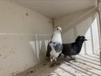 Hoogevliegers duiven serbische duibben, Dieren en Toebehoren
