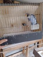 Nigerians, Dieren en Toebehoren