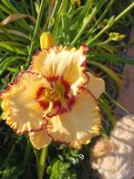 Hemerocallis  nr 9, Ophalen of Verzenden