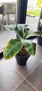 Bananenboom bananenplant, Huis en Inrichting, Ophalen of Verzenden