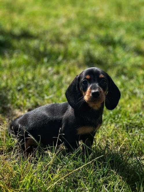 Kortharige Teckel pupjes bij ons gefokt = vertrouwen, Dieren en Toebehoren, Honden | Teckels en Dashonden, Meerdere dieren, Korthaar