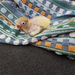 Dwergpapegaaitje agapornis personata,  roseicolli, fischerie, Dieren en Toebehoren, Vogels | Parkieten en Papegaaien, Tam