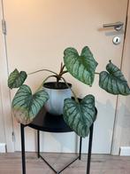 Philodendron Mamei, Ophalen, Overige soorten, Halfschaduw, In pot