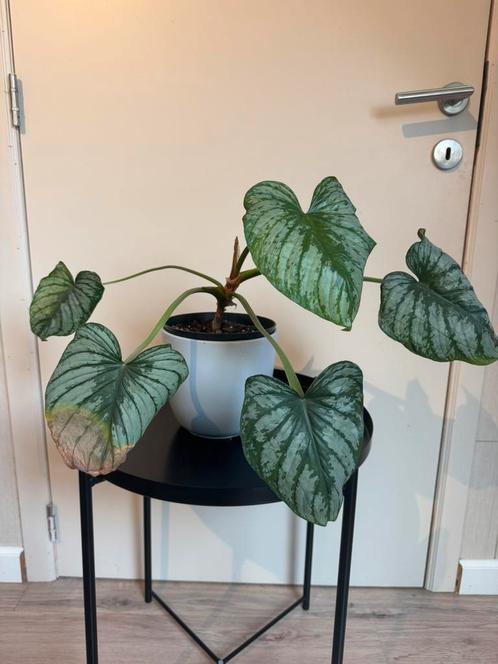 Philodendron Mamei, Huis en Inrichting, Kamerplanten, Overige soorten, Minder dan 100 cm, Groene kamerplant, Halfschaduw, In pot