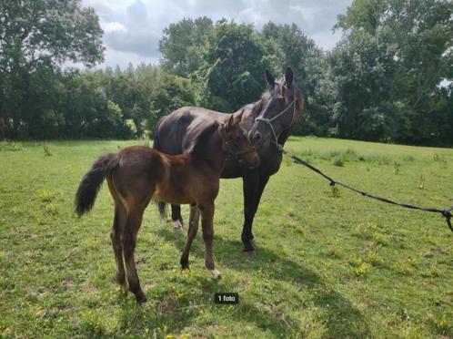Prachtig zangersheide hengstenveulen, Dieren en Toebehoren, Paarden, Hengst, 0 tot 2 jaar, Springpaard, Met stamboom, Gechipt