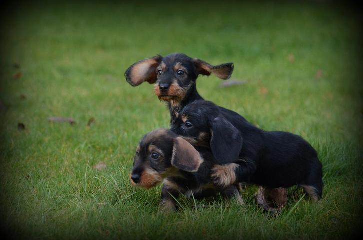Ruwharige Teckel pups, Dieren en Toebehoren, Honden | Teckels en Dashonden, Meerdere dieren, Ruwhaar, Fokker | Professioneel, Meerdere