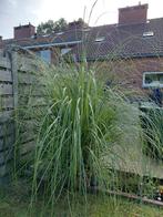 Siergras Northwind, Tuin en Terras, Ophalen, Vaste plant, Siergrassen