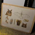 Schoolplaat / kaart ; vrienden der duisternis, Antiek en Kunst, Antiek | Schoolplaten, Ophalen, Natuur en Biologie