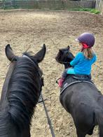 Bomproove geweldige kinderpony, Dieren en Toebehoren, Pony's, Merrie, A pony (tot 1.17m), L, 11 jaar of ouder