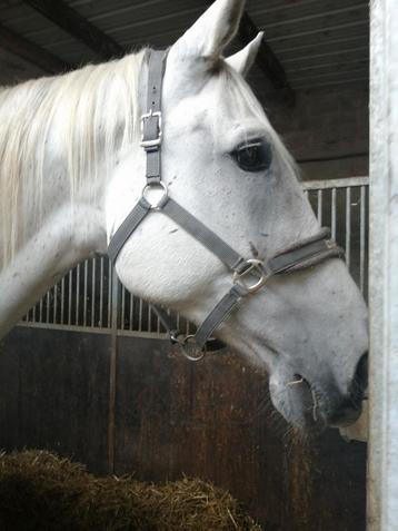 Recreatie paard beschikbaar voor biedingen