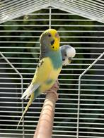Koppel tamme grasparkieten, Dieren en Toebehoren, Vogels | Parkieten en Papegaaien, Meerdere dieren, Parkiet, Tam
